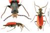 Malachius scutellaris